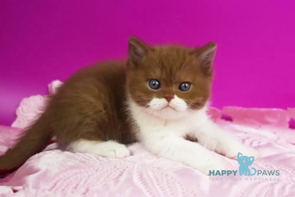 Natis British Shorthair male cinnamon bicolour live animals