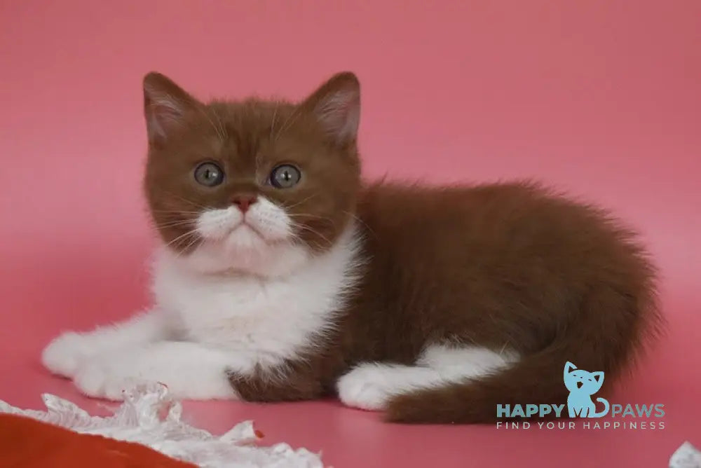 Nats British Shorthair male cinnamon bicolour live animals