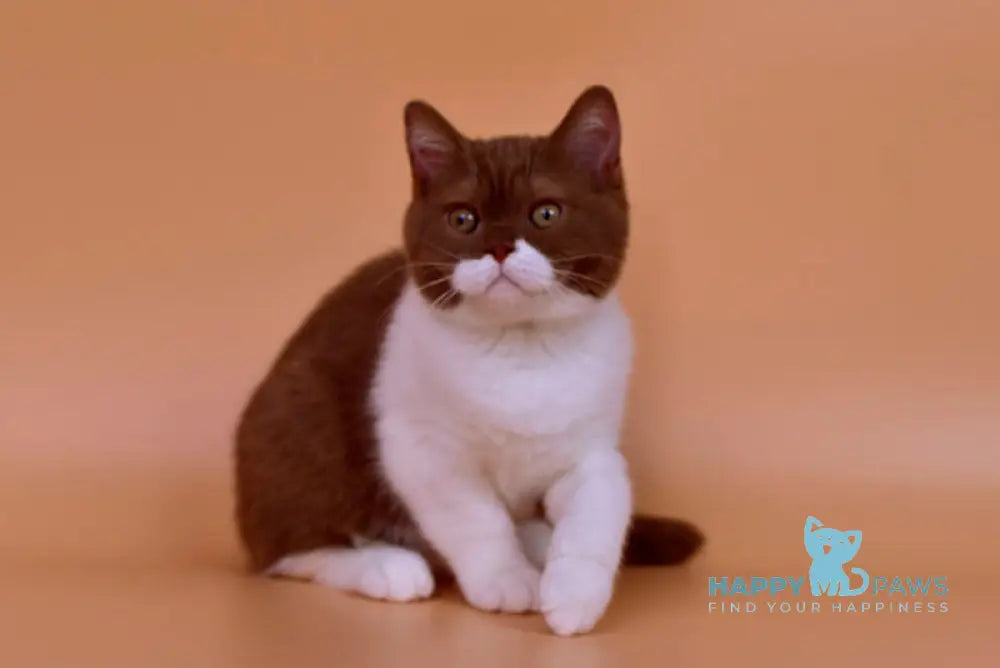 Nats British Shorthair male cinnamon bicolour live animals