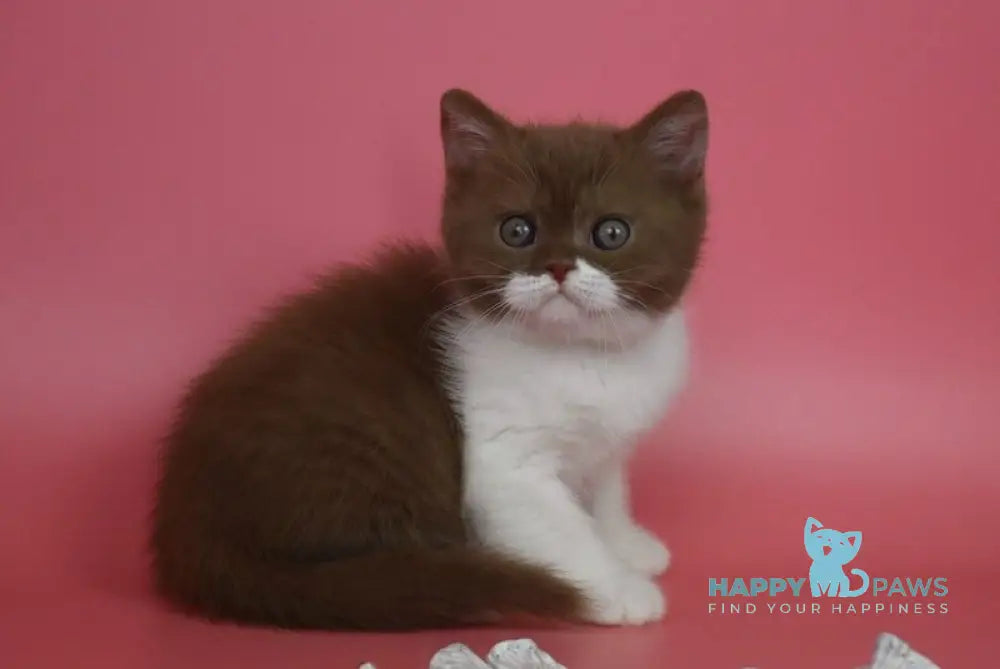 Nats British Shorthair male cinnamon bicolour live animals