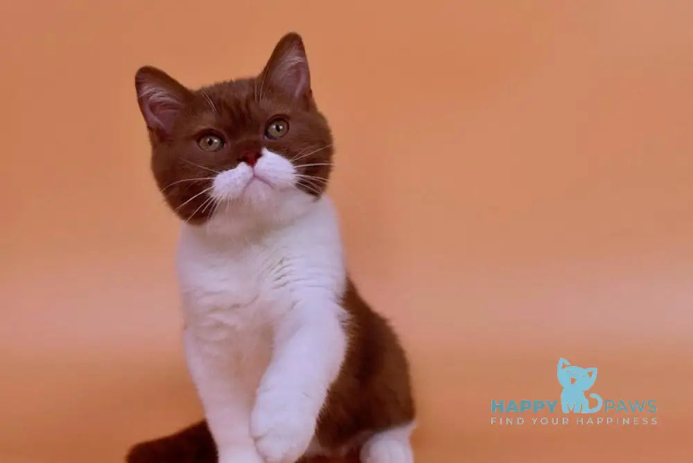 Nats British Shorthair male cinnamon bicolour live animals