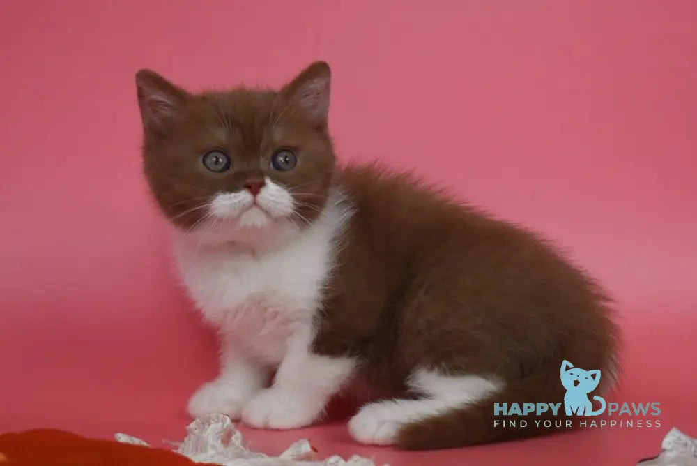 Nats British Shorthair male cinnamon bicolour live animals