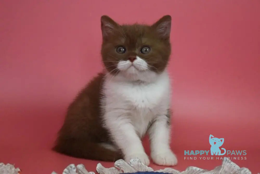Nats British Shorthair male cinnamon bicolour live animals