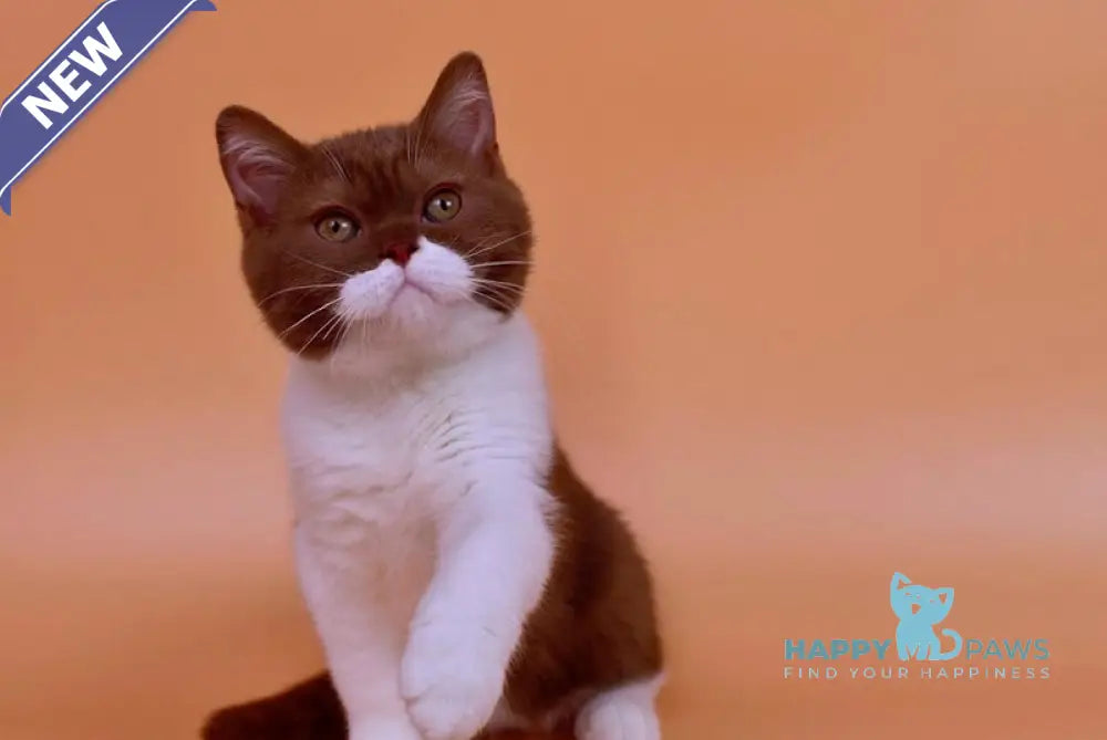 Nats British Shorthair male cinnamon bicolour live animals