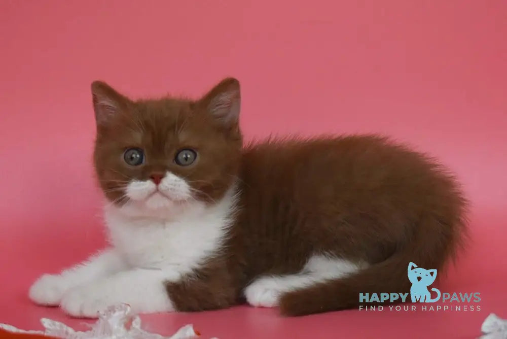 Nats British Shorthair male cinnamon bicolour live animals