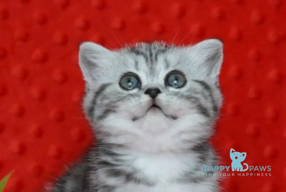 Natty Scottish Straight female black silver tabby live animals