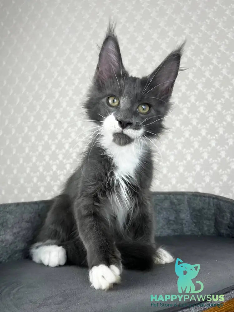Nautilus Maine Coon male blue with white - live animals