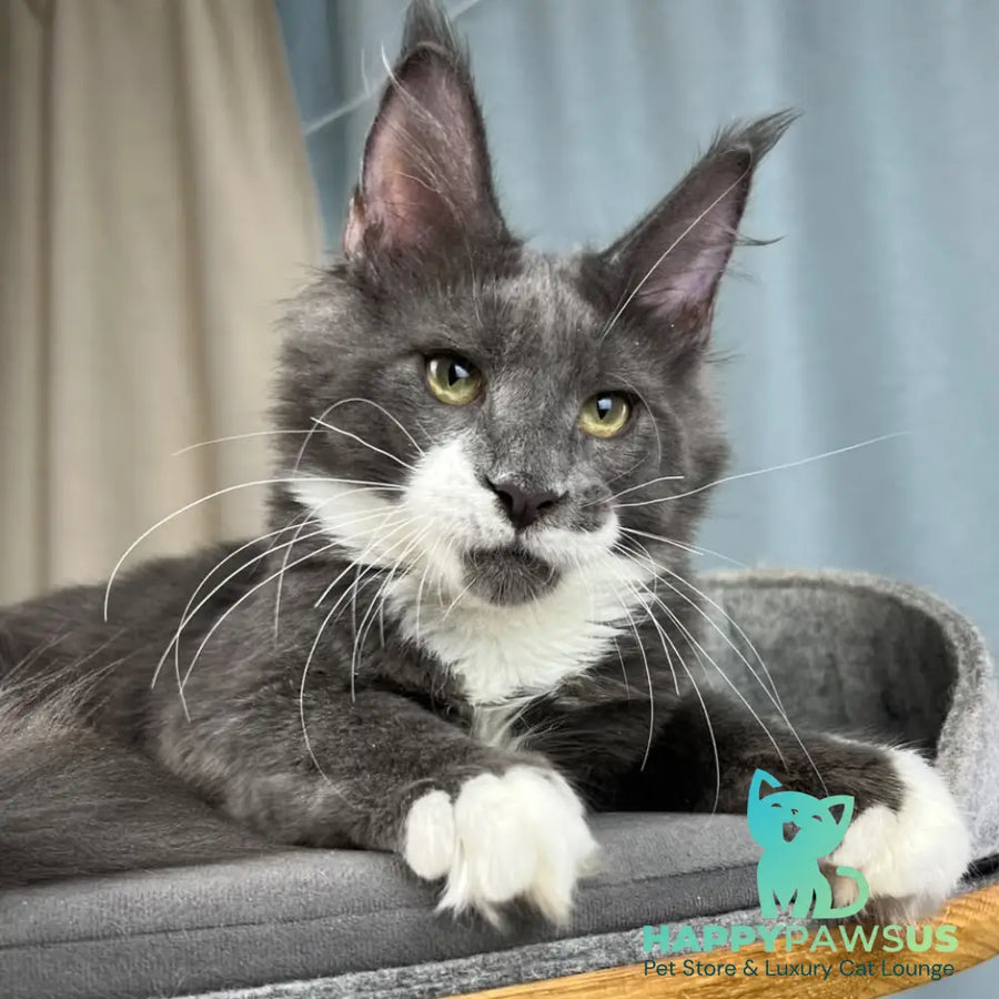 Nautilus Maine Coon male blue with white - live animals