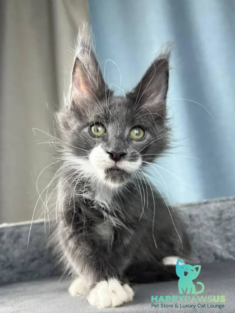 Nautilus Maine Coon male blue with white - live animals