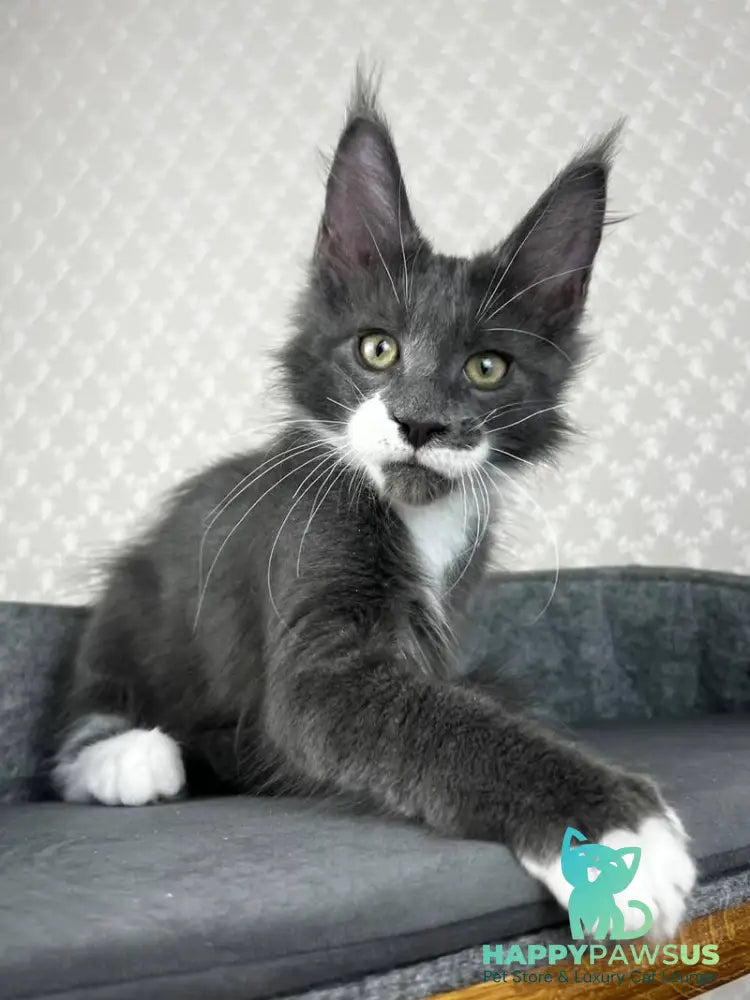 Nautilus Maine Coon male blue with white - live animals
