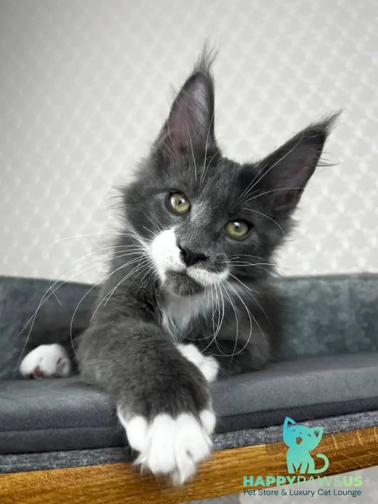 Nautilus Maine Coon male blue with white - live animals