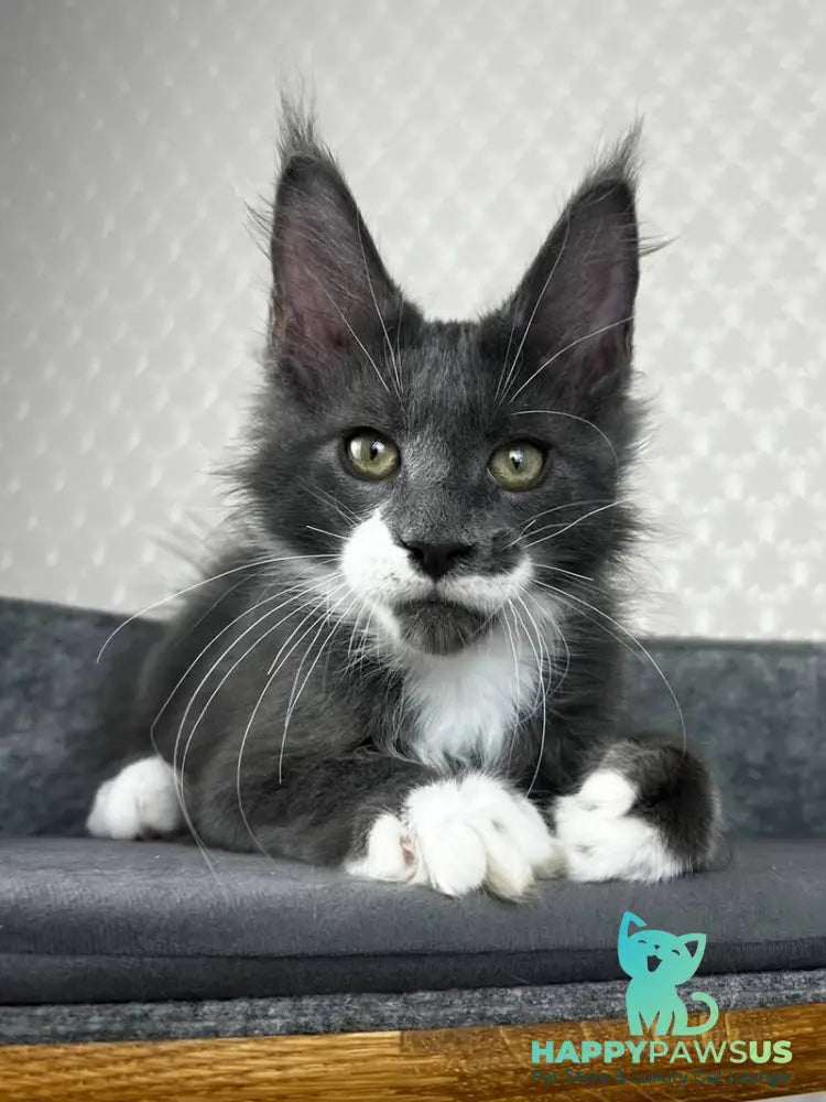 Nautilus Maine Coon male blue with white - live animals
