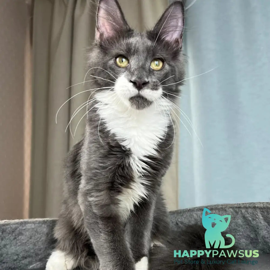Nautilus Maine Coon male blue with white - live animals