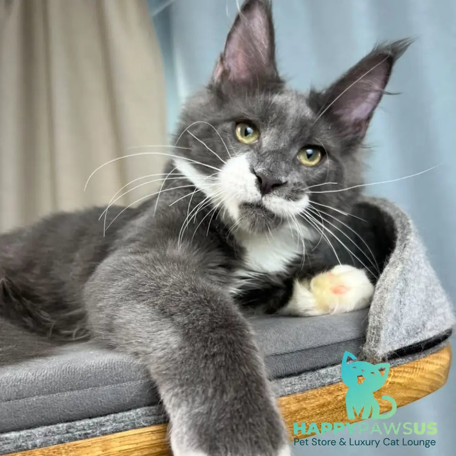 Nautilus Maine Coon male blue with white - live animals