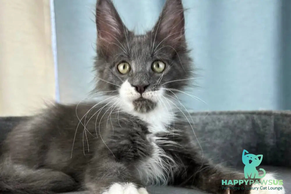 Nautilus Maine Coon male blue with white - live animals