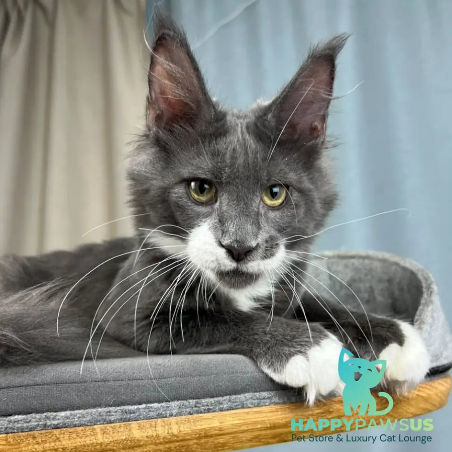 Nautilus Maine Coon male blue with white - live animals
