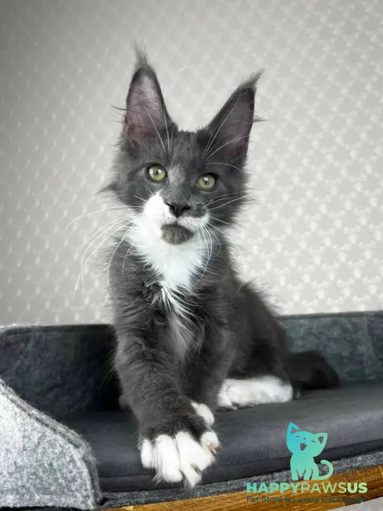 Nautilus Maine Coon male blue with white - live animals