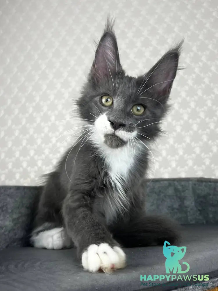 Nautilus Maine Coon male blue with white - live animals