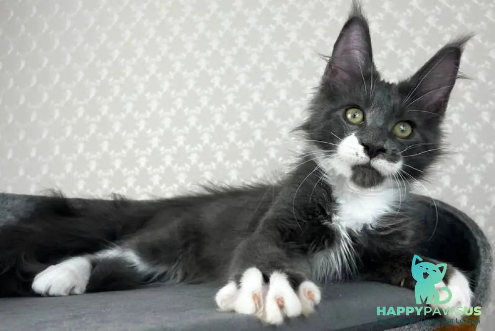 Nautilus Maine Coon male blue with white - live animals