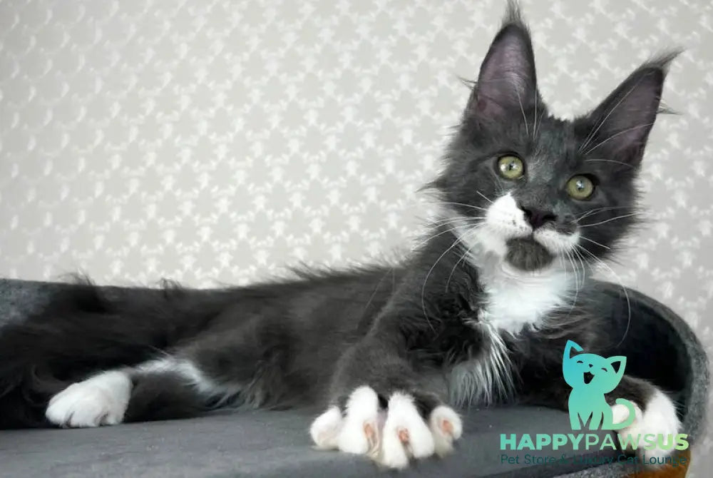 Nautilus Maine Coon male blue with white - live animals