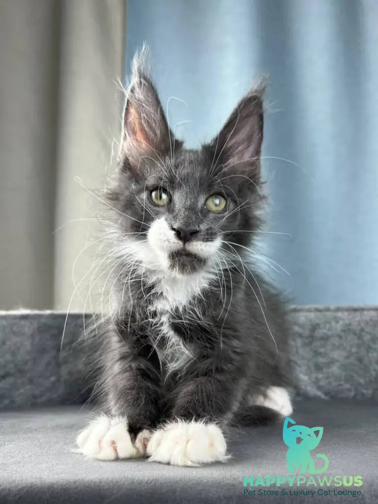 Nautilus Maine Coon male blue with white - live animals