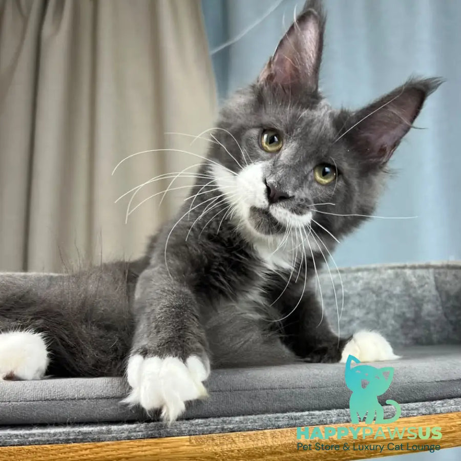 Nautilus Maine Coon male blue with white - live animals