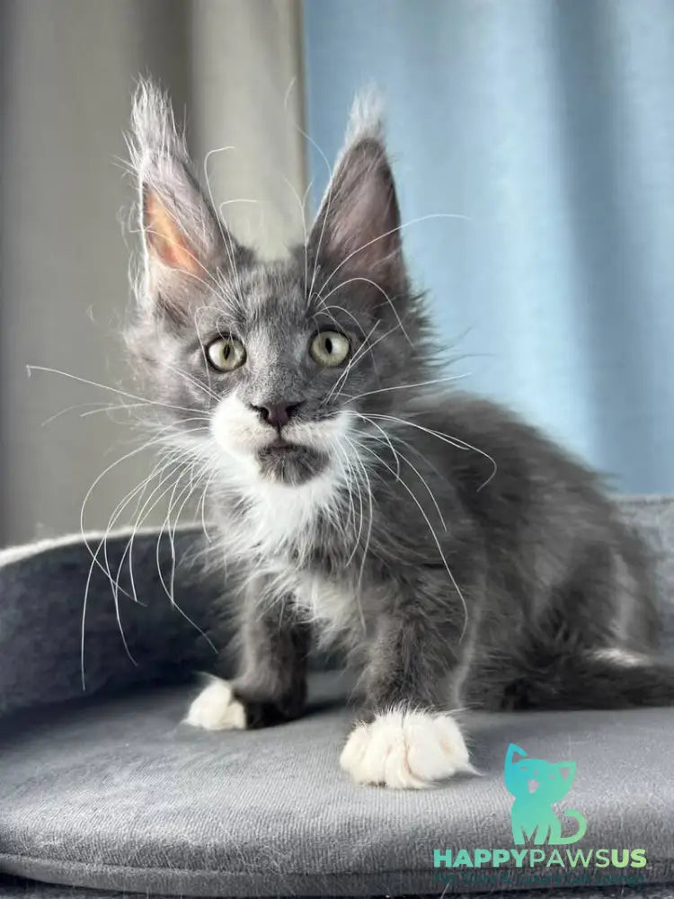 Nautilus Maine Coon male blue with white - live animals