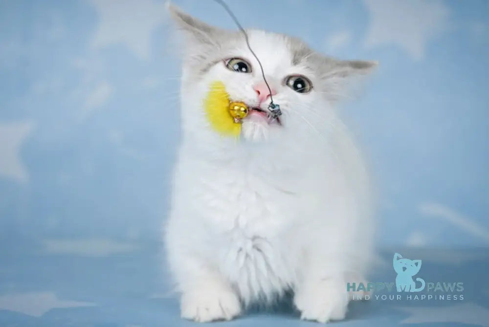 Navara Munchkin female lilac harlequin tabby pointed live animals