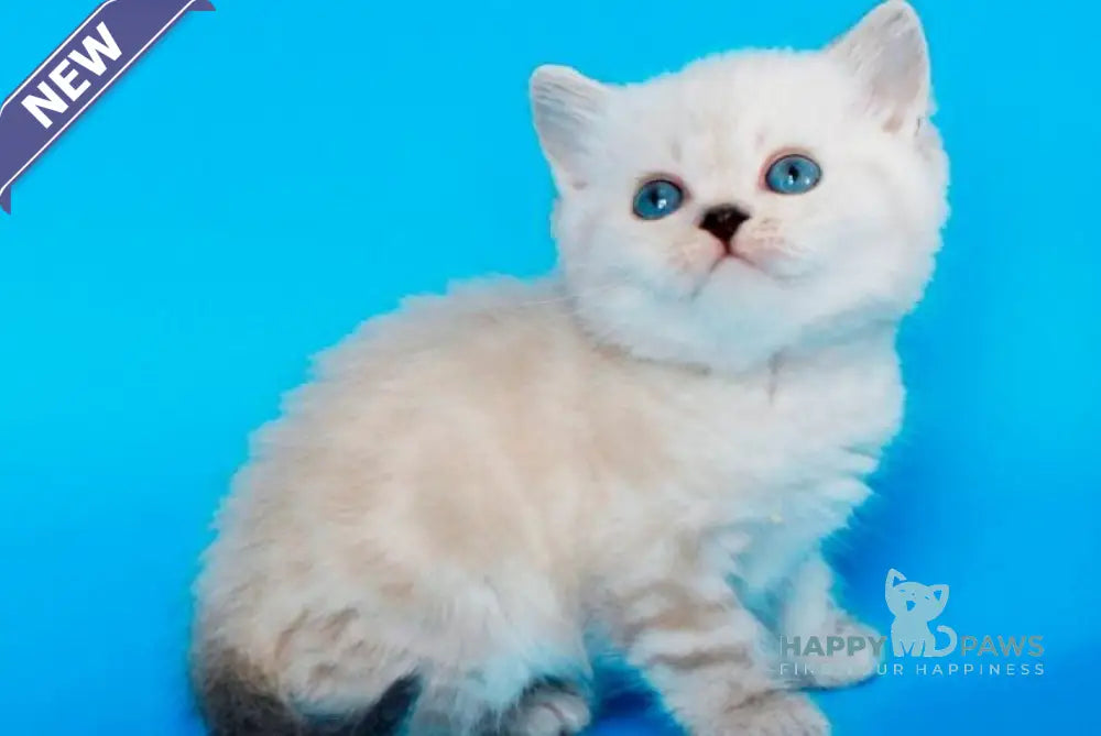 Navarro British Shorthair male black tabby pointed - live animals