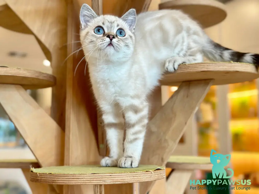 Navarro British Shorthair male black tabby pointed - live animals