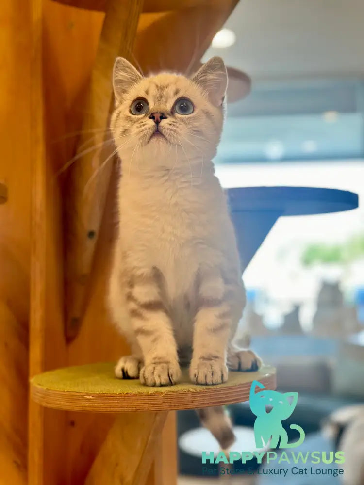 Navarro British Shorthair male black tabby pointed - live animals