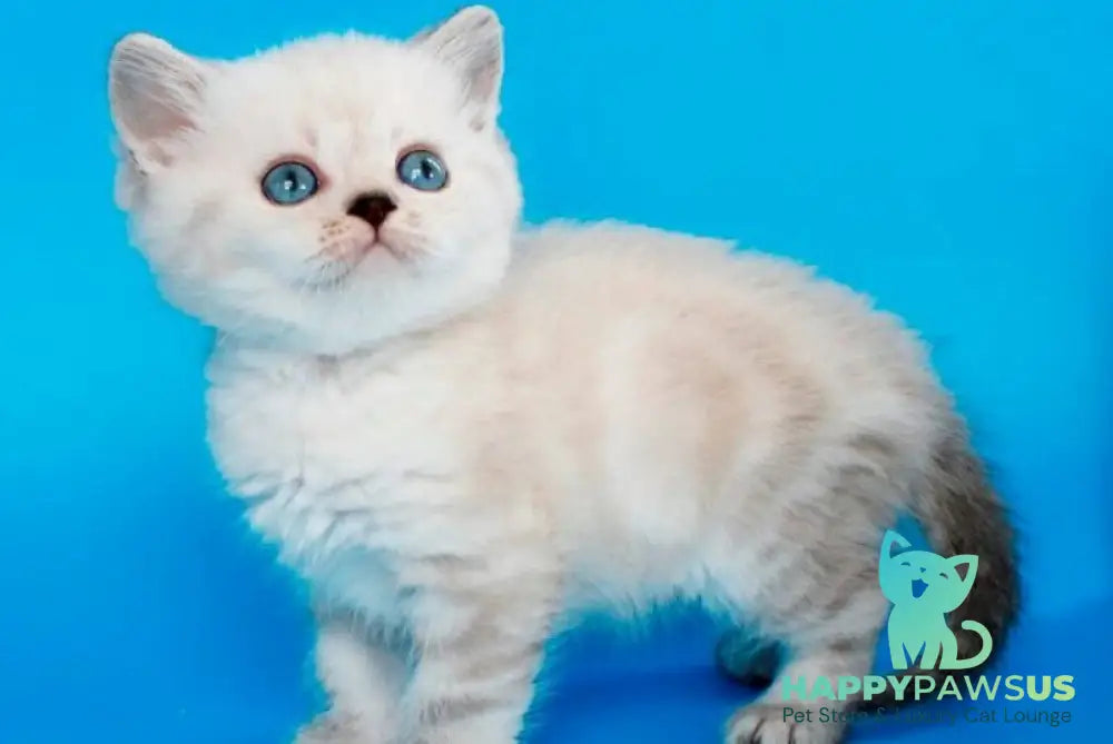 Navarro British Shorthair male black tabby pointed - live animals