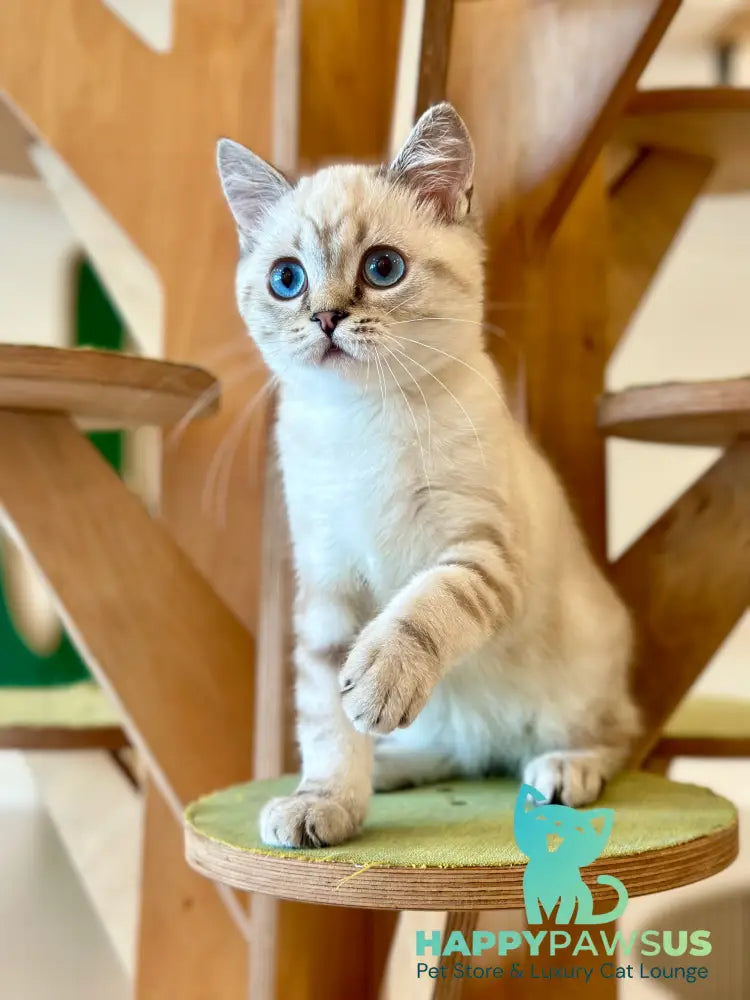 Navarro British Shorthair male black tabby pointed - live animals