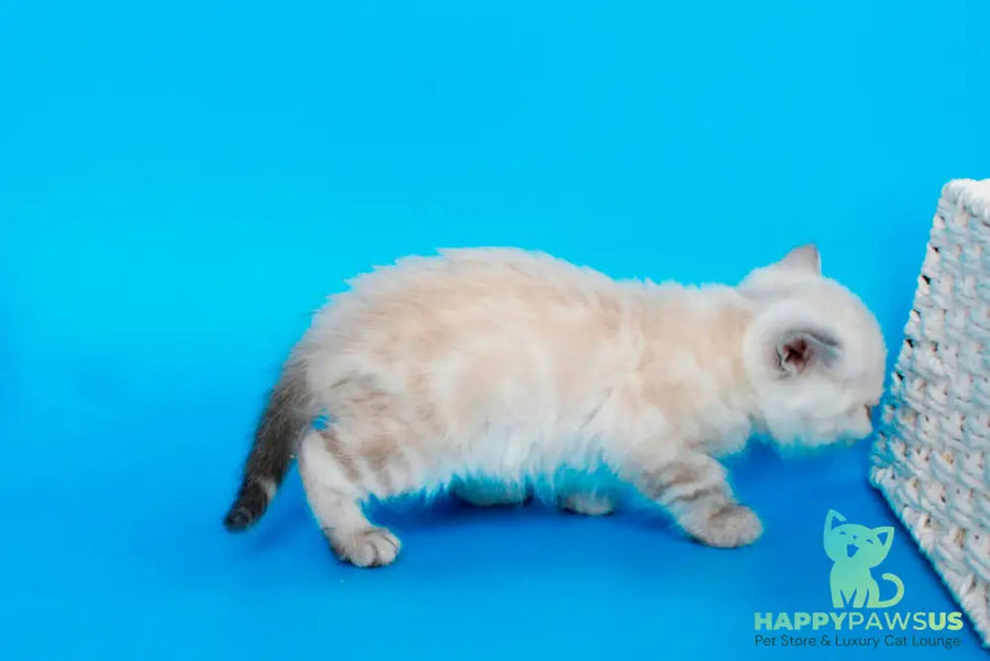Navarro British Shorthair male black tabby pointed - live animals