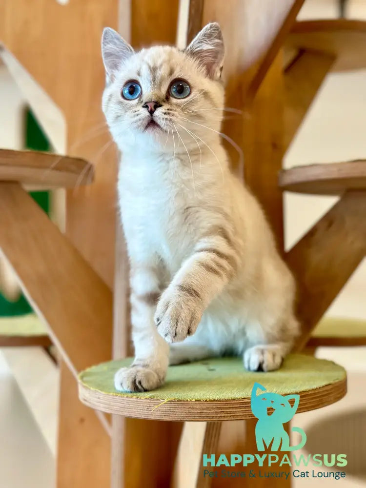Navarro British Shorthair male black tabby pointed - live animals
