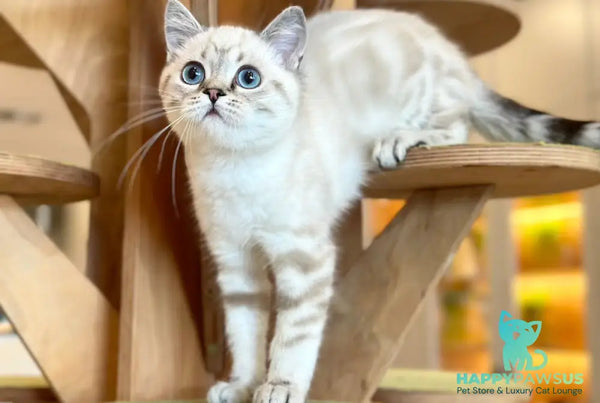 Navarro British Shorthair male black tabby pointed - live animals