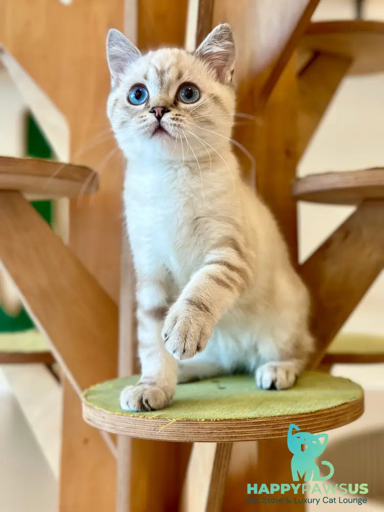 Navarro British Shorthair male black tabby pointed - live animals