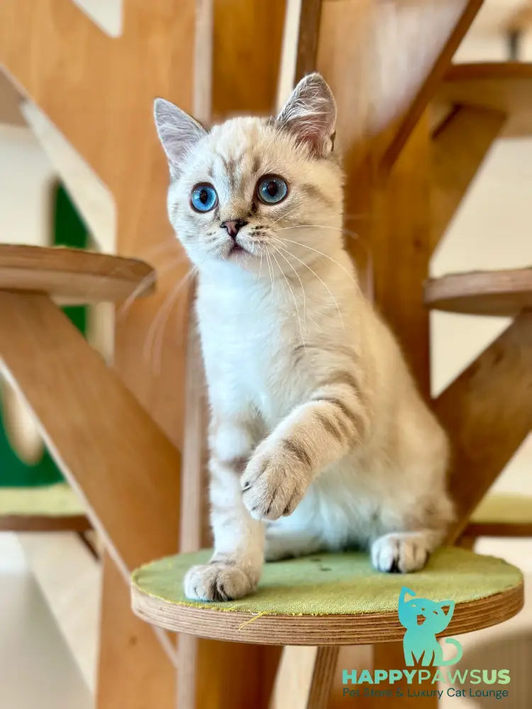 Navarro British Shorthair male black tabby pointed - live animals