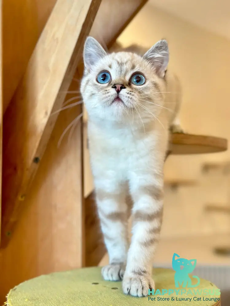 Navarro British Shorthair male black tabby pointed - live animals