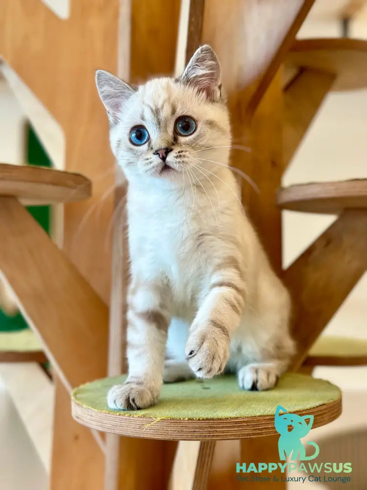 Navarro British Shorthair male black tabby pointed - live animals