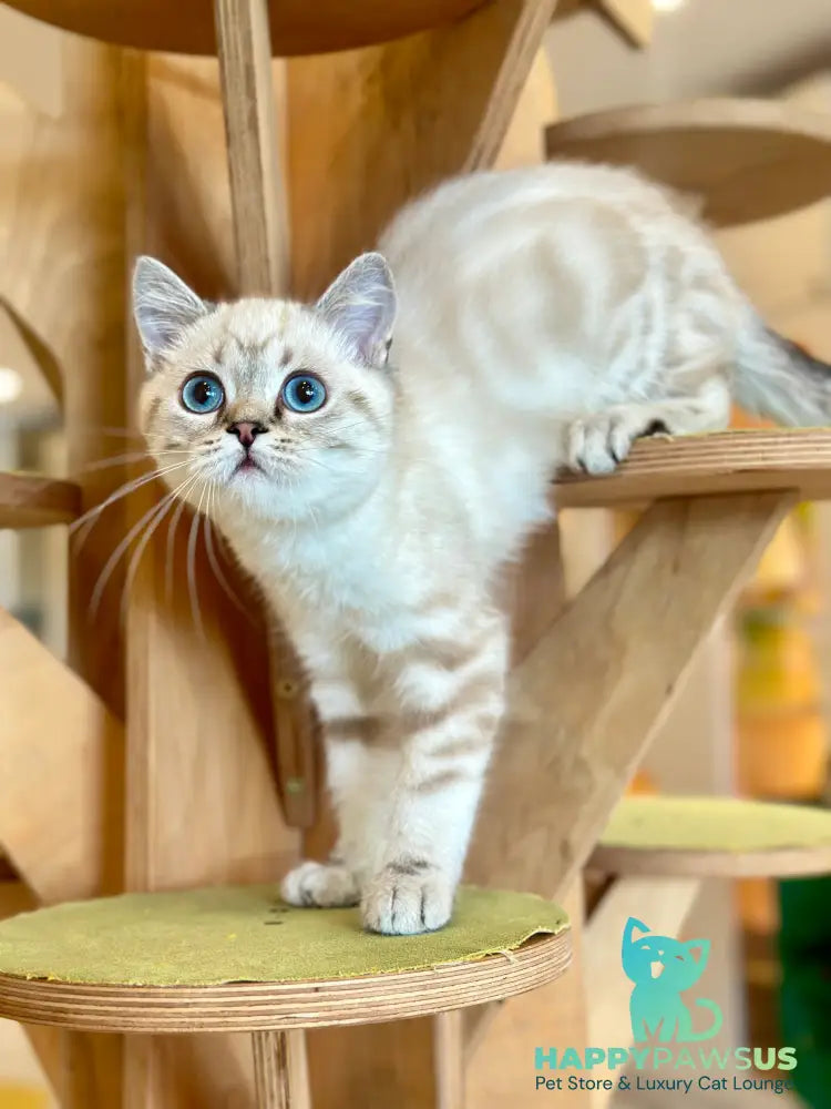 Navarro British Shorthair male black tabby pointed - live animals