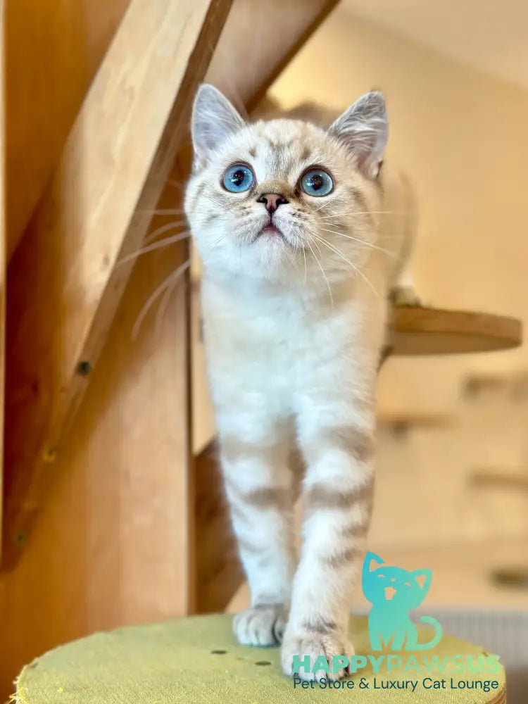 Navarro British Shorthair male black tabby pointed - live animals