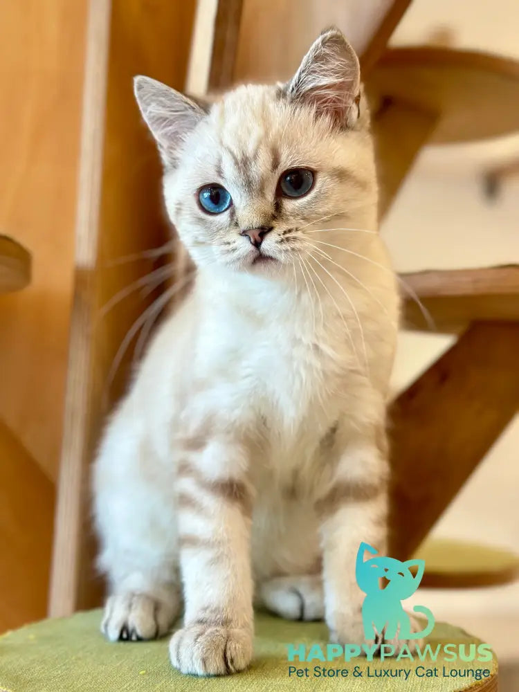 Navarro British Shorthair male black tabby pointed - live animals