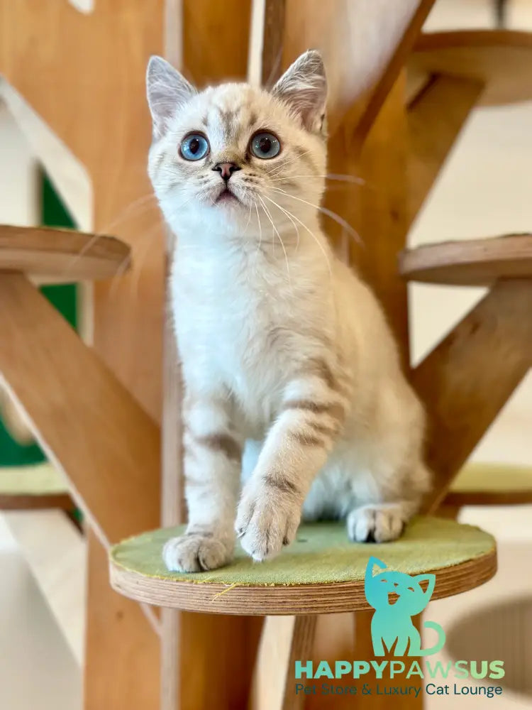 Navarro British Shorthair male black tabby pointed - live animals