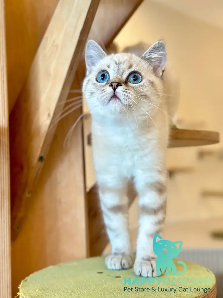 Navarro British Shorthair male black tabby pointed - live animals