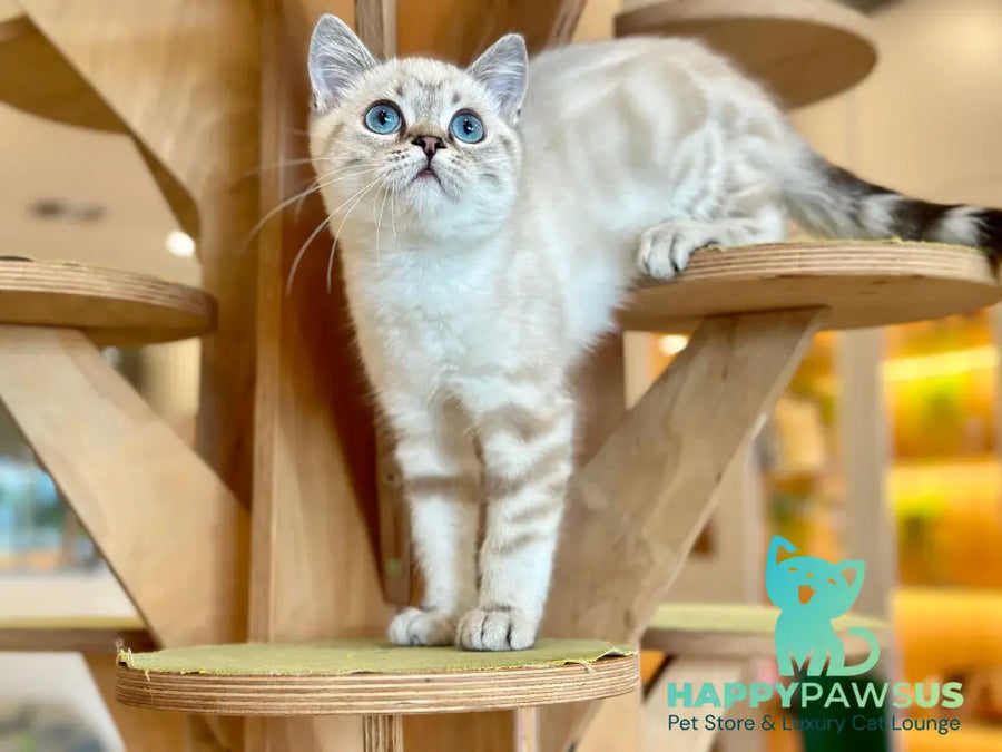 Navarro British Shorthair male black tabby pointed - live animals