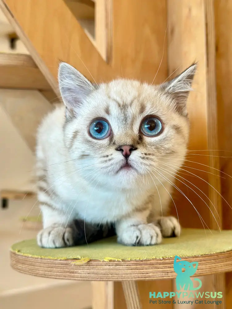 Navarro British Shorthair male black tabby pointed - live animals