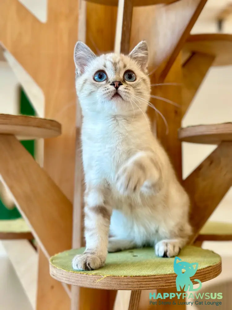 Navarro British Shorthair male black tabby pointed - live animals