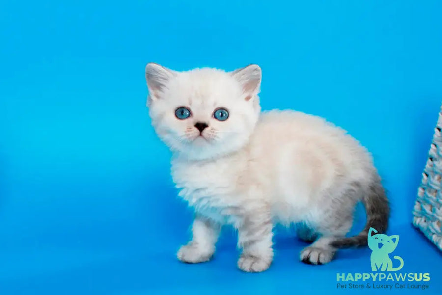 Navarro British Shorthair male black tabby pointed - live animals