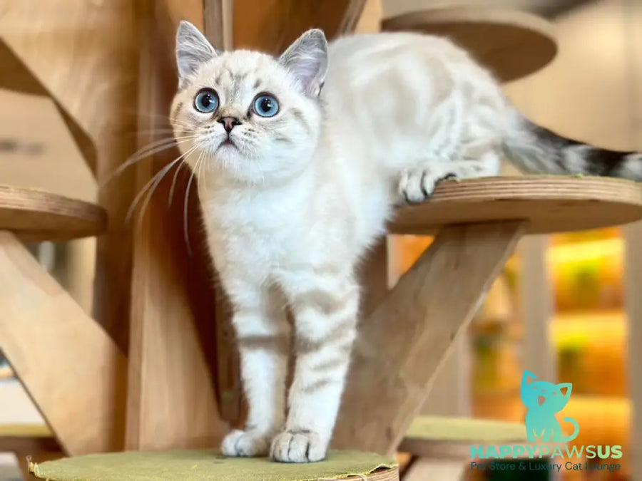 Navarro British Shorthair male black tabby pointed - live animals